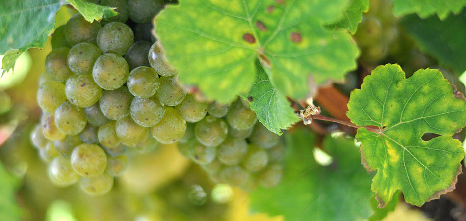 Weintrauben des Weinguts Weinand kurz vor der Lese in der Lage Brauneberger Juffer-Sonnenuhr an der Mosel.